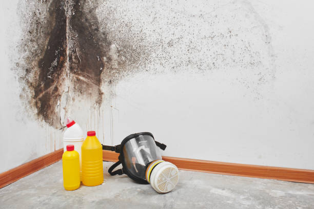 Best Mold Remediation Experts  in Mount Vernon, IN