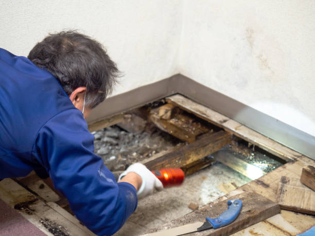 Best Mold Remediation  in Mount Vernon, IN