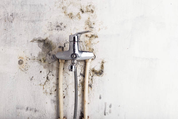 Best Local Mold Removal Service  in Mount Vernon, IN