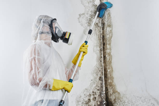 Best Same-Day Mold Removal  in Mount Vernon, IN