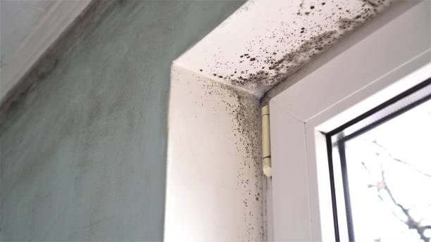 Best Professional Mold Removal  in Mount Vernon, IN