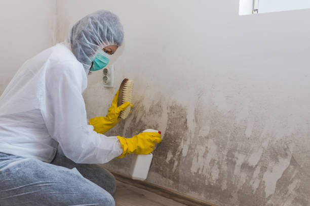 Best Mold Testing  in Mount Vernon, IN