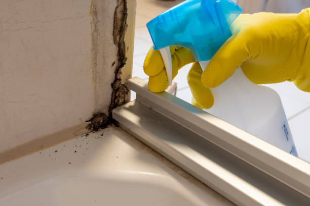 Best Mold Damage Repair  in Mount Vernon, IN