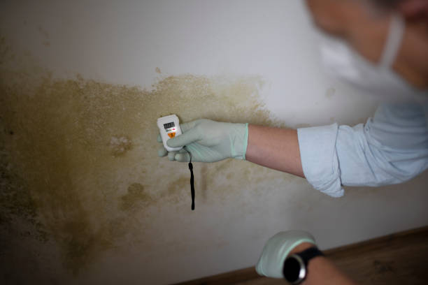 Best Office Mold Removal Services  in Mount Vernon, IN