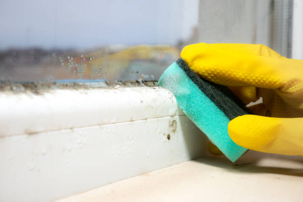 Best Water Damage Restoration  in Mount Vernon, IN