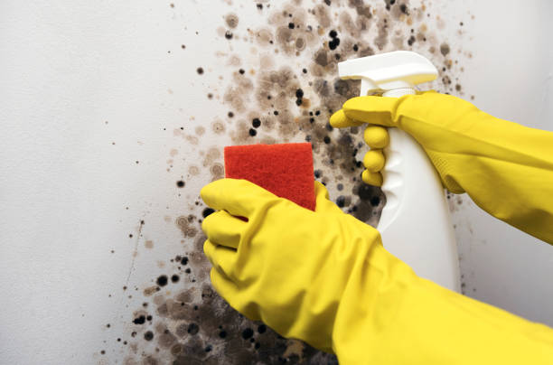 Best Emergency Mold Removal  in Mount Vernon, IN
