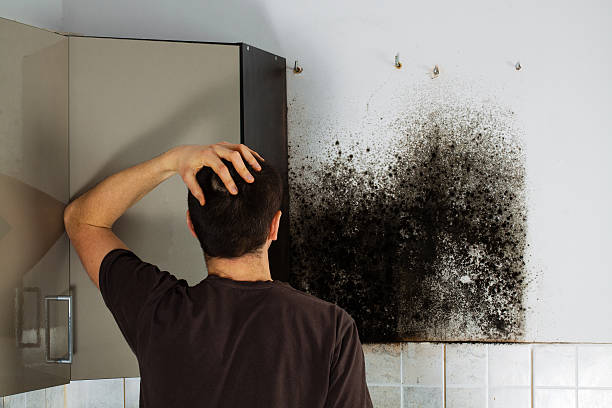 Best Mold Testing  in Mount Vernon, IN
