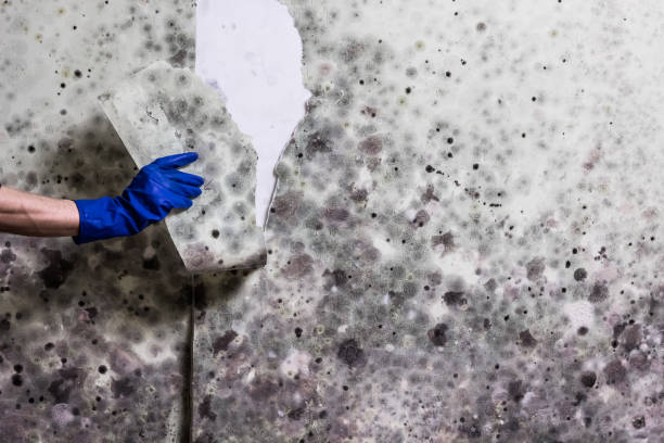 Best Residential Mold Removal  in Mount Vernon, IN
