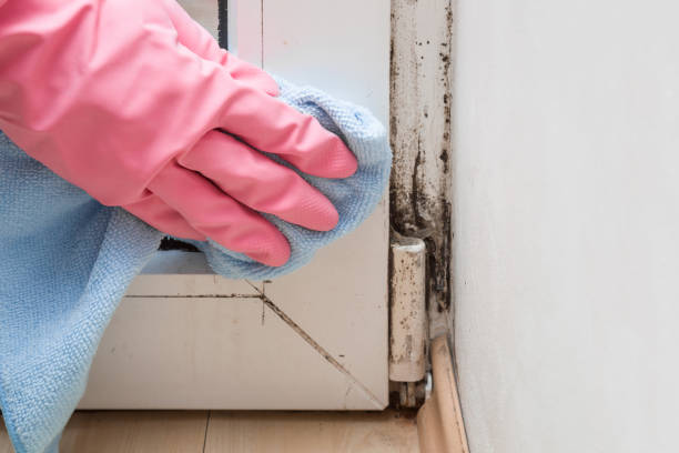Best Toxic Mold Removal  in Mount Vernon, IN